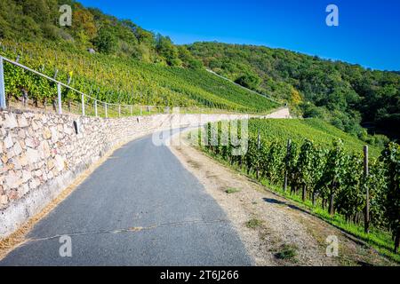 Weg durch die Weinberge zwischen Loreley und Spitznack im oberen Mittelrheintal, es ist Erntezeit, Stockfoto