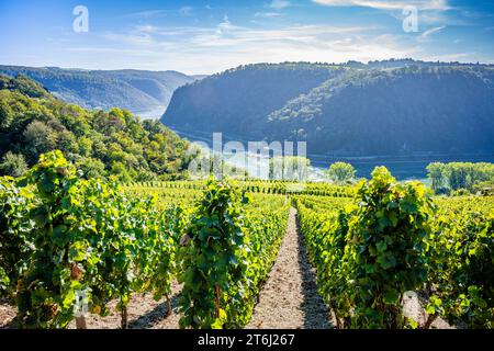 Weinberge zwischen Loreley und Spitznack im oberen Mittelrheintal, Erntezeit, Stockfoto