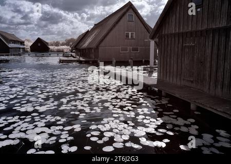 Europa, Deutschland, Mecklenburg-Vorpommern, Region Müritz, Mecklenburgische Seenplatte, Nationalpark Müritz, Bootshäuser am Ufer der Müritz Stockfoto