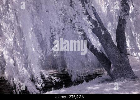 Europa, Deutschland, Mecklenburg-Vorpommern, Region Müritz, Mecklenburgische Seenplatte, gebrochene Weide am Ufer des Müritzsees Stockfoto