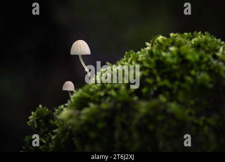 2 kleine weiße Phloemana-Pilze, die aus Moos wachsen Stockfoto