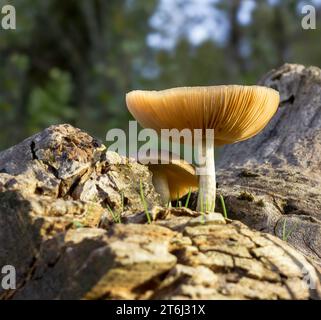 Gemeiner Stumpf-Brittlestem-Pilze, die aus einem Baumstumpf wachsen Stockfoto