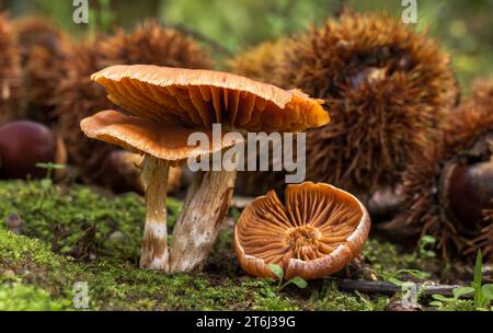 Webcap-Pilze mit braunen, stacheligen Kastanienkästen und Moos Stockfoto