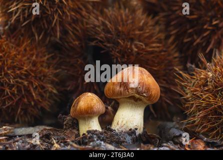 Webcap-Pilze mit braunen stacheligen Kastanienbehältern Stockfoto