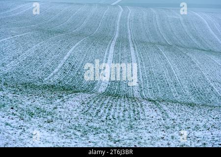 Kraichgau, schneebedecktes Feld. Stockfoto