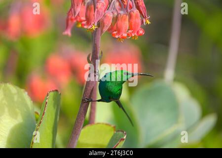 Malachit Sunbird (Nectarinia famosa) ausgewachsenes männliches Gefieder, Hermanus, Südafrika Stockfoto