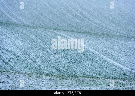 Kraichgau, schneebedecktes Feld. Stockfoto