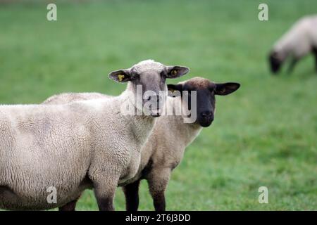 Schafe (Ovis), Schwarzkopfschafe, Porträt, Wolle, Weide, Haustier, Deutschland, zwei Schafe schauen direkt in die Kamera. Ein Schaf hat es Stockfoto