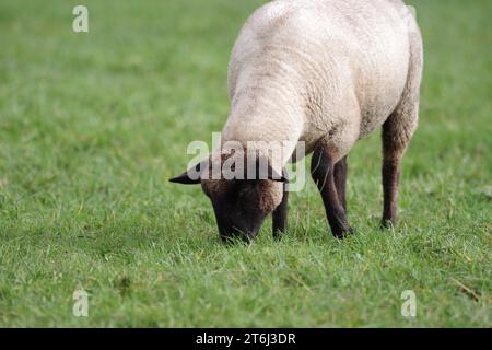Schafe (Ovis), Schwarzköpfige Schafe, einzeln, Weide, Weide, in Deutschland frisst Ein einziges schwarzes Schaf Gras auf der Weide Stockfoto