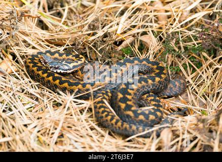 Zwei wilde gemeinsame europäische Vipern (Vipera berus), braune, ausgewachsene Tiere, Weibchen, liegend und kuschelnd gut getarnt zwischen Gras, Kiefer (Pinus) Stockfoto