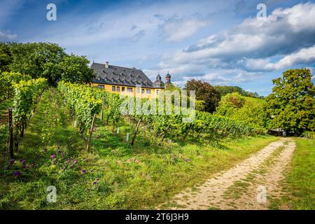 Schloss Vollrads im Rheingau, berühmtes Prädikatsweingut, bekannt für seinen Top-Riesling, anfangs als Wasserschloss erbaut, Familienbesitz der Grafen Matuschka-Greiffenclau, Stockfoto