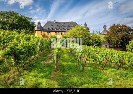 Schloss Vollrads im Rheingau, berühmtes Prädikatsweingut, bekannt für seinen Top-Riesling, anfangs als Wasserschloss erbaut, Familienbesitz der Grafen Matuschka-Greiffenclau, Stockfoto