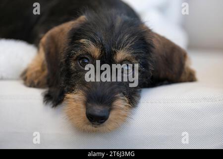 Rauhhaariger Dackel, Weibchen, Welpe, 12 Wochen, auf Decke liegend, Sofa, weiß Stockfoto