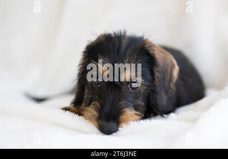 Rauhhaariger Dackel, Weibchen, Welpe, 12 Wochen, auf Decke liegend, Sofa, weiß Stockfoto