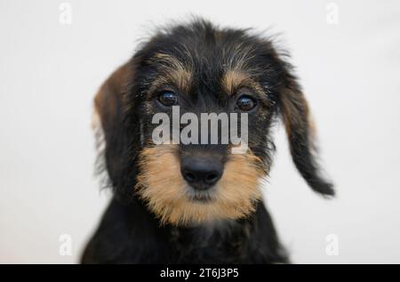 Rauhhaariger Dackel, weiblich, Welpe, 12 Wochen, Tierporträt Stockfoto