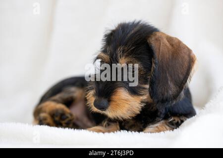 Rauhhaariger Dackel, Weibchen, Welpe, 12 Wochen, auf Decke liegend, Sofa, weiß Stockfoto