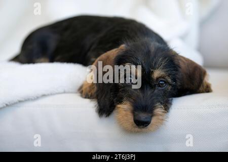 Rauhhaariger Dackel, Weibchen, Welpe, 12 Wochen, auf Decke liegend, Sofa, weiß Stockfoto