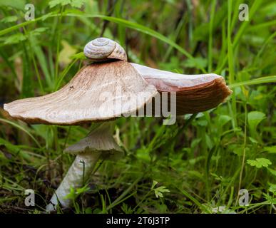 Ein Tintenpilz mit einer Schneckenschale oben Stockfoto