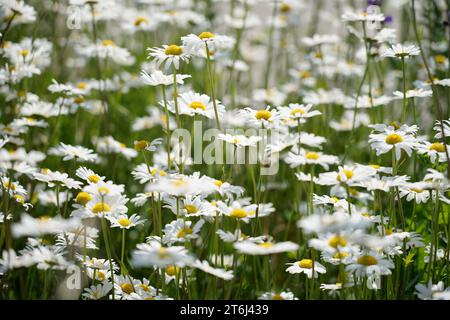 Deutschland, Bayern, Oberbayern, Landkreis Altötting, Wiesenblumen, Gänseblümchen, Leucanthemum vulgare Stockfoto