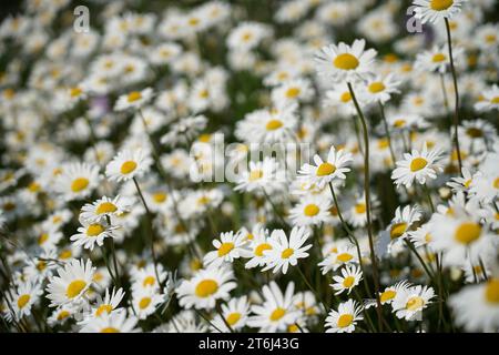 Deutschland, Bayern, Oberbayern, Landkreis Altötting, Wiesenblumen, Gänseblümchen, Leucanthemum vulgare Stockfoto