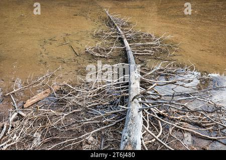 Italien, Veneto, Cortina d'Ampezzo, alter Baumstamm mit vielen trockenen Ästen, die in den See von Bain de Dones, Dolomiten gefallen sind Stockfoto