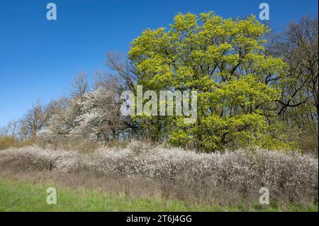 Waldrand, norwegischer Ahorn (Acer platanoides) und Schwarzdorn (Prunus spinosa), blühend, Thüringen, Deutschland Stockfoto