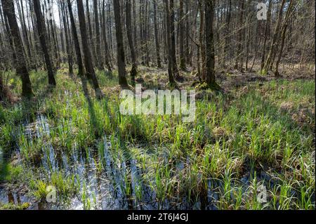 Erlen-Buschwald, Schwarzerlen (Alnus glutinosa) im Frühjahr, Niedersachsen, Deutschland Stockfoto