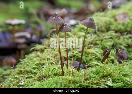 Hauben (Mycena), Lamellenpilz im Moos, Baden-Württemberg, Deutschland Stockfoto