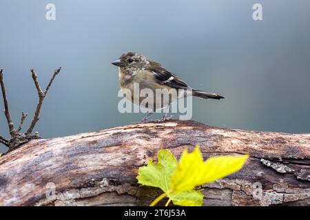 Madeiraischer Buchbeins (Fringilla coelebs maderensis), auf einem Zweig sitzend, Madeira, Portugal Stockfoto