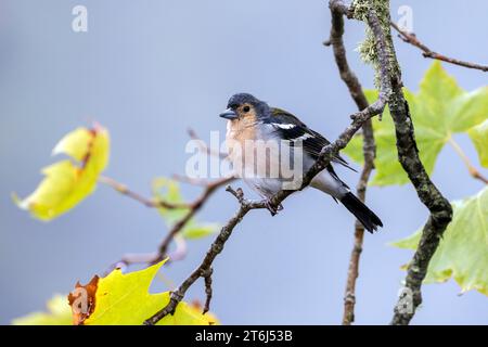 Madeiraischer Buchbeins (Fringilla coelebs maderensis), auf einem Zweig sitzend, Madeira, Portugal Stockfoto