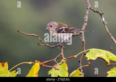 Madeiraischer Buchbeins (Fringilla coelebs maderensis), auf einem Zweig sitzend, Madeira, Portugal Stockfoto