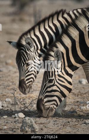 Plains Zebra (Equus burchelli), Stute mit Jungen, Etosha Nationalpark, Namibia Stockfoto