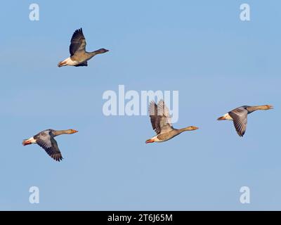 Graugänse (Anser anser), Formation im Flug, Insel Texel, Niederlande Stockfoto