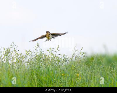 Raps (Anthus pratensis), fliegen über eine Wiese auf der Insel Texel, Niederlande Stockfoto