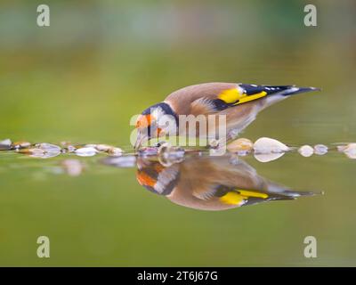 Goldfinch (Carduelis carduelis) trinken im Flachwasser, Spiegelbild, Solms, Hessen, Deutschland Stockfoto