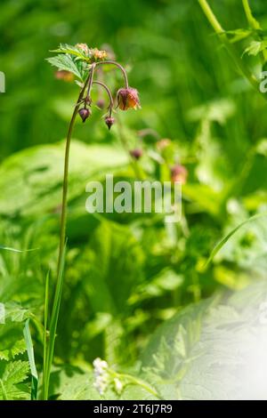 Violette Aschenbecher oder Wasseraschenbecher, Geum rivale Stockfoto