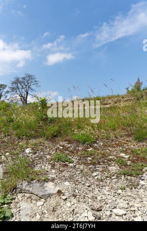 Naturschutzgebiet Höhfeldplatte bei Thüngersheim, Landkreis Main-Spessart, Niederfranken, Bayern, Deutschland Stockfoto