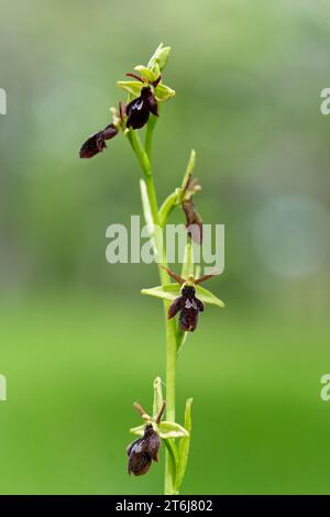 Wildblumen im Naturpark Höhfeldplatte und Landschaftsschutzgebiet bei Thüngersheim, Main-Spessart-Bezirk, Niederfranken, Bayern, Deutschland Stockfoto