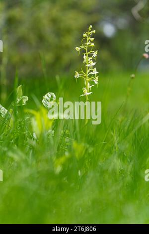 Wildblumen im Naturpark Höhfeldplatte und Landschaftsschutzgebiet bei Thüngersheim, Main-Spessart-Bezirk, Niederfranken, Bayern, Deutschland Stockfoto