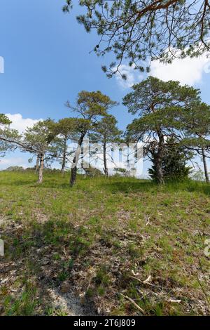 Naturschutzgebiet Höhfeldplatte bei Thüngersheim, Landkreis Main-Spessart, Niederfranken, Bayern, Deutschland Stockfoto