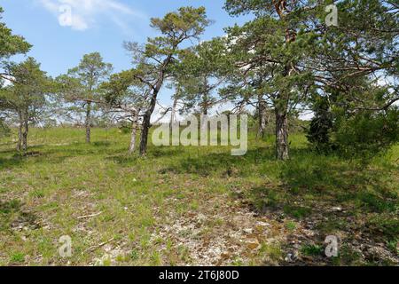 Naturschutzgebiet Höhfeldplatte bei Thüngersheim, Landkreis Main-Spessart, Niederfranken, Bayern, Deutschland Stockfoto