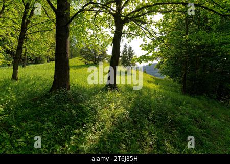 Halbarides Grünland Neuenberg in Ibengarten bei Glattbach, Biosphärenreservat Rhön, Gemeinde Dermbach, Wartburgkreis, Thüringen, Deutschland Stockfoto