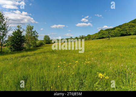 Halbarides Grünland Neuenberg in Ibengarten bei Glattbach, Biosphärenreservat Rhön, Gemeinde Dermbach, Wartburgkreis, Thüringen, Deutschland Stockfoto