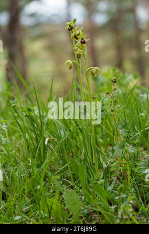 Kleine Spinnenorchidee, Ophrys araneola Stockfoto