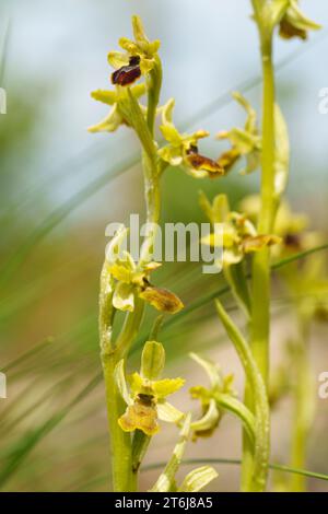 Kleine Spinnenorchidee, Ophrys Araneola Stockfoto