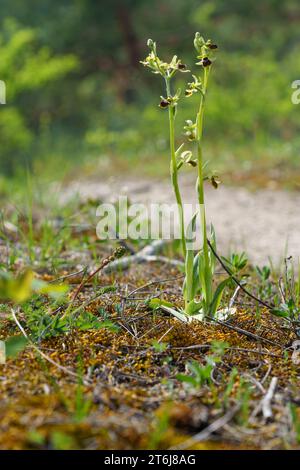 Kleine Spinnenorchidee, Ophrys Araneola Stockfoto