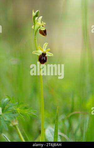 Kleine Spinnenorchidee, Ophrys araneola Stockfoto