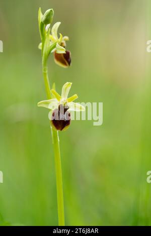 Kleine Spinnenorchidee, Ophrys araneola Stockfoto