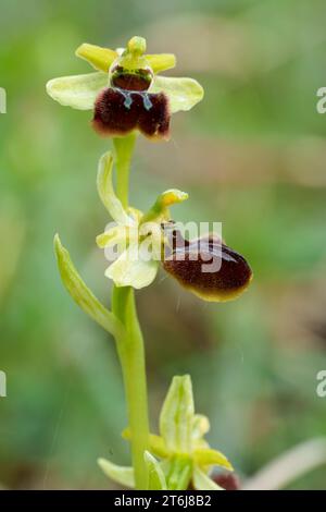 Kleine Spinnenorchidee, Ophrys araneola Stockfoto