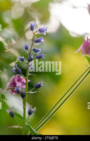 Spanisches Bluebell, Hyacinthoides hispanica, Bluebell Stockfoto